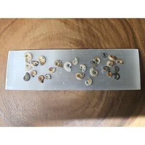 25pcs 8-13mm Pleuroceras AMMONITE Fossil lot Mollusk 13 W/ Selenite Base